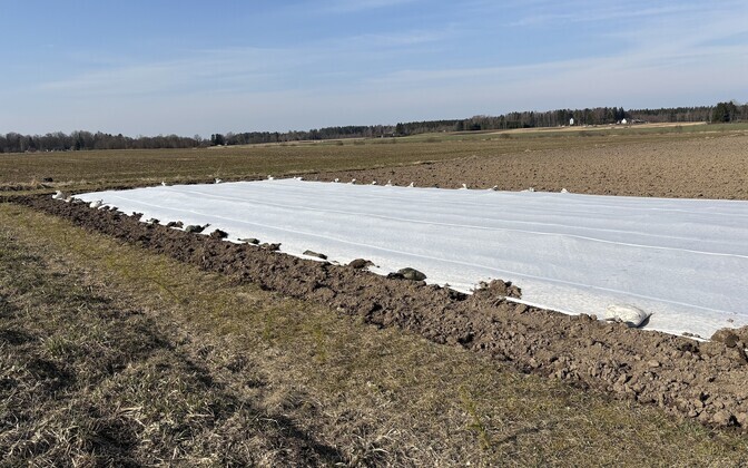 In the Türi Municipality village of Laupa, 0.4 hectares of hardy frost-resistant potatoes were already in the ground by the end of March. March 31, 2025.