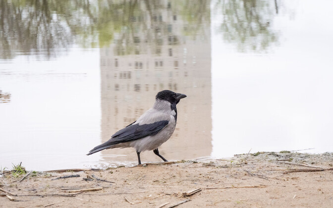 The hooded crow which has been pestering passersby at Tartu's Anne kanal.
