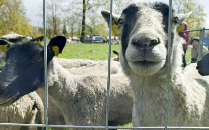 The sheep after arriving in Tartu.