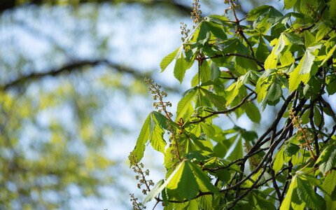 Kuigi üldistavalt räägitakse õietolmuallergiast, siis tegelikult põhjustab allergiat väike hulk taimi.