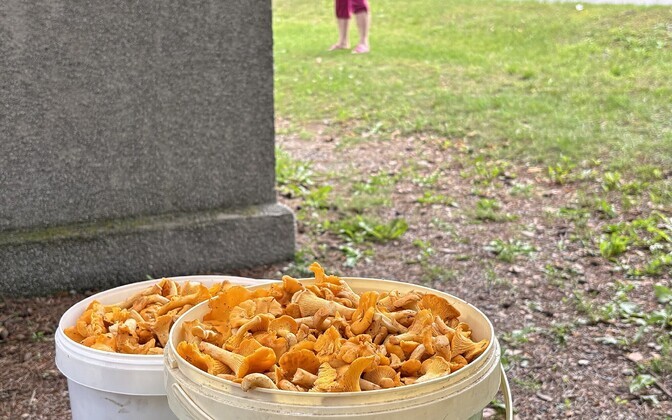 Kukeseened ja metsaandide kokkuostjad