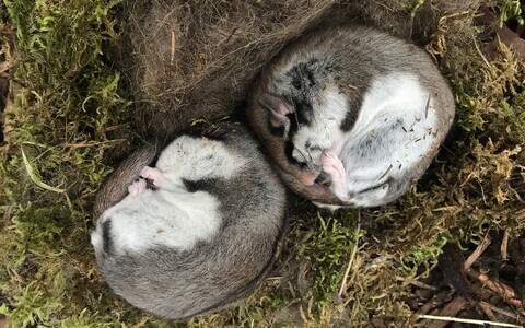 Talveuinakul lagritsad Tallinna Loomaaias.