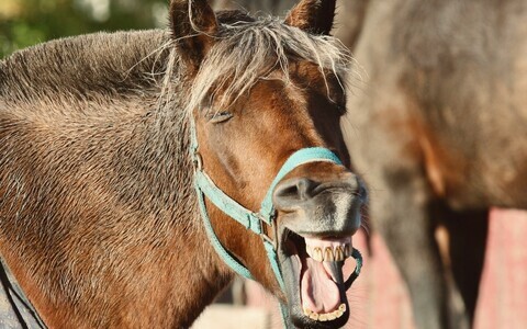 Uus uurimus heidab valgust geneetilistele muutustele, mis tegid hobused taltsaks ja ratsutatavaks.