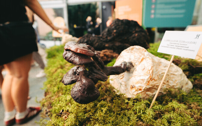 Eesti Loodusmuuseumis avati juba 63. korda seenenäitus