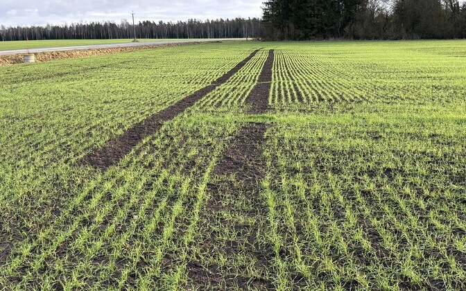 Väätsa Agro põldudel on taliodra, talinisu ja rukki tervis hea. Taimi võiks nüüd kahjustada vaid krõbe külm lumeta maapinnal. Piltidel talinisu ja talioder, näha on ka metssigade kahjustused ja liigniiskusest tekkinud veelombid taliviljapõldudel.