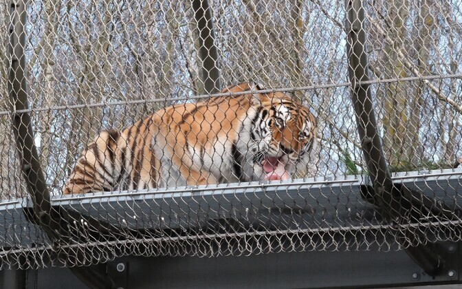 Jõuluvanad käisid Tallinna loomaaia loomadel külas.