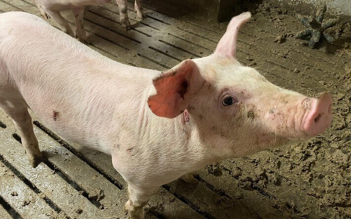 Pig. Photo is illustrative.