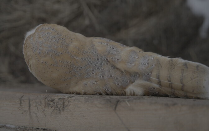 На острове Рухну нашли редкую хищную птицу, предположительно сипуху обыкновенную.