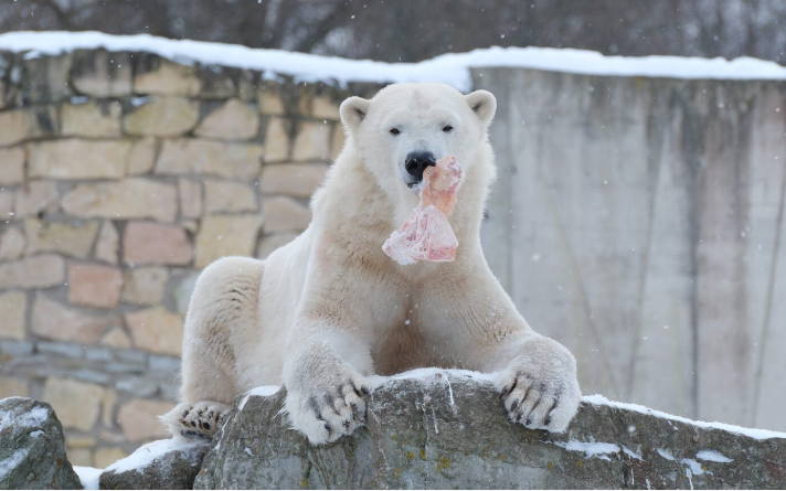 Tallinna Loomaaia jääkaru