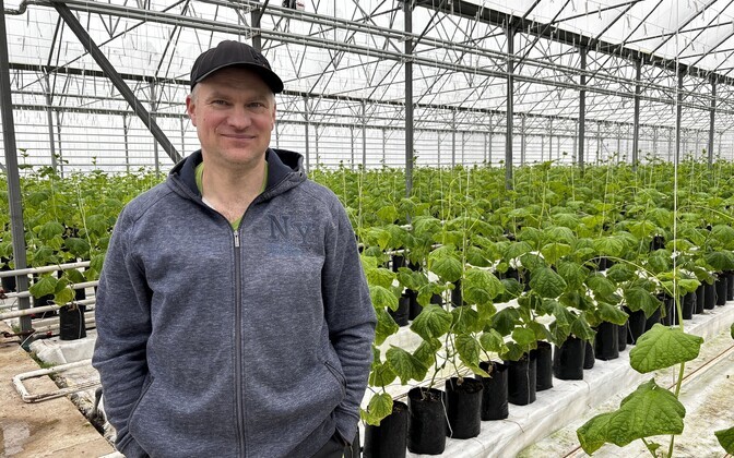 Imavere kurgikasvataja Kuido Paimla külvas tänavu esimest korda oma köetavatesse kasvuhoonetesse ka tomatit ja paprikat, et hajutada riske ja laiendada sortimenti.