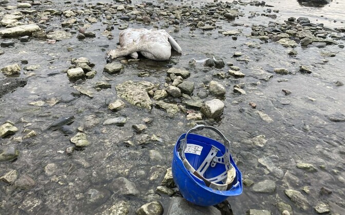 Мертвые лебеди.