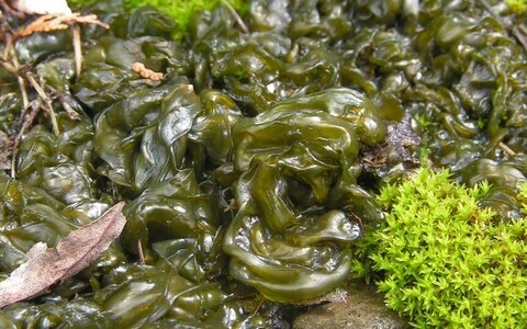 Tsüanobakter Nostoc sp