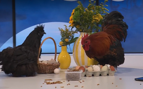 Kana Eliisabet (vasakul) ja kukk Bruno (paremal)