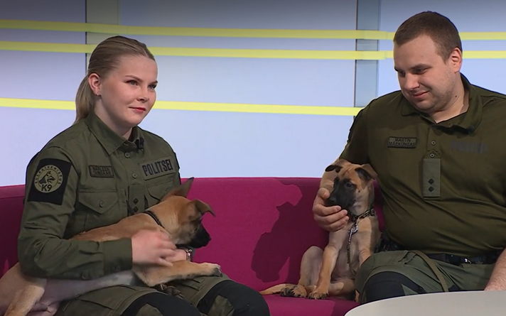 Legolas ja Kahur koos koerajuhtide Marleen Taimsaare ja Martin Mäeküngasega