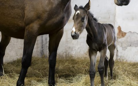 Рождению жеребенка Wodan M Alpha предшествовали годы исследований.
