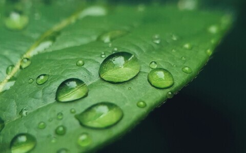 Vihmapiisad taimelehel.