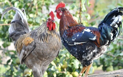 Historically, two types of native chickens have been distinguished in Estonia: larger and smaller ones.