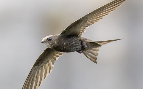 Üle poole ehk 59,7 protsenti loendatuist olid piiritajad.