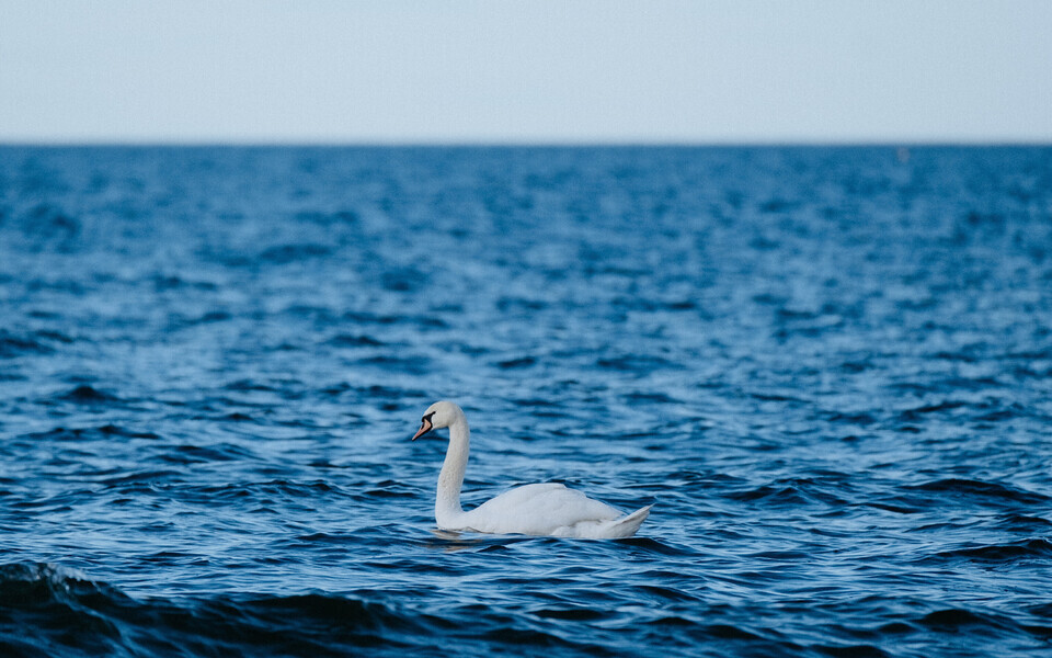 Мазут, обломки дронов и бытовой мусор на пляже Суурелийва.