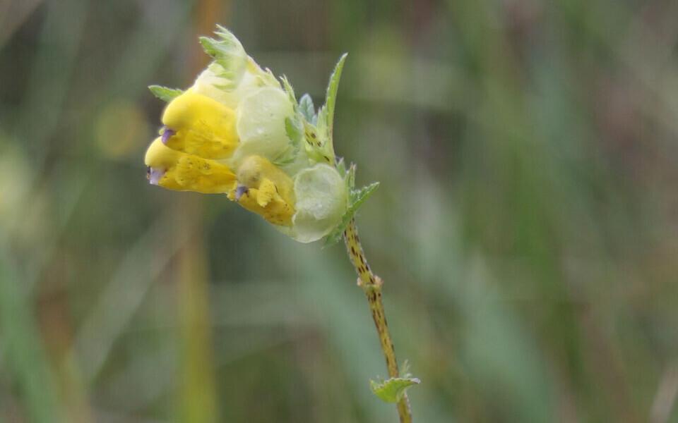 Eesti endeem ja botaanikute uhkus saaremaa robirohu õis (Rhinanthus osiliensis).