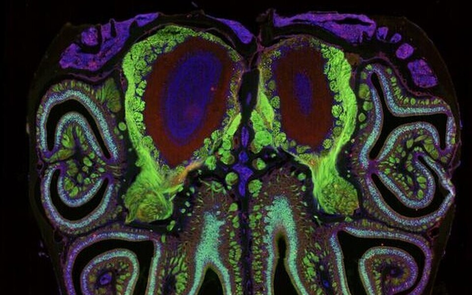 Kuigi uurijad tegid seekord katseid hiirtega, eeldavad nad, et sama süsteem on olemas ka inimestel.